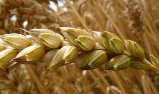 Reuters Market Light